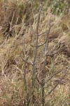 Euphorbia tenuispinosa PV2749 Mariakani vychodne GPS182 Kenya 2014 Christian IMG_3940.jpg